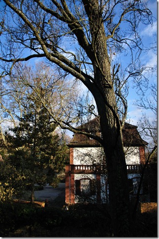 楼旁的楼和树 20110119